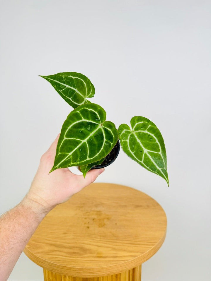 Anthurium Crystallinum Hybrid | Uprooted