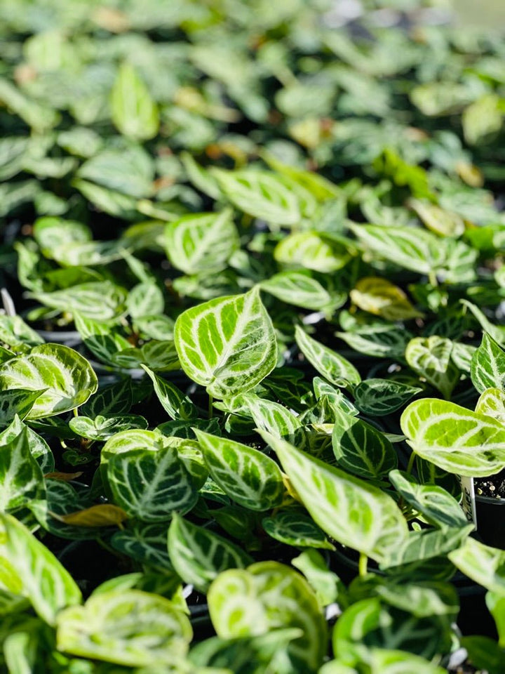 Anthurium Dorayaki Silver | Uprooted