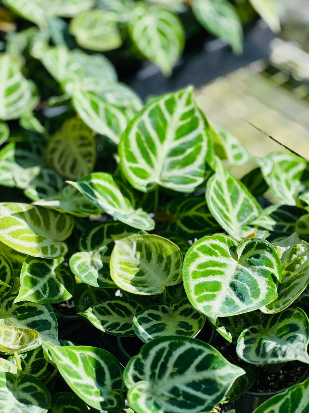 Anthurium Dorayaki Silver | Uprooted