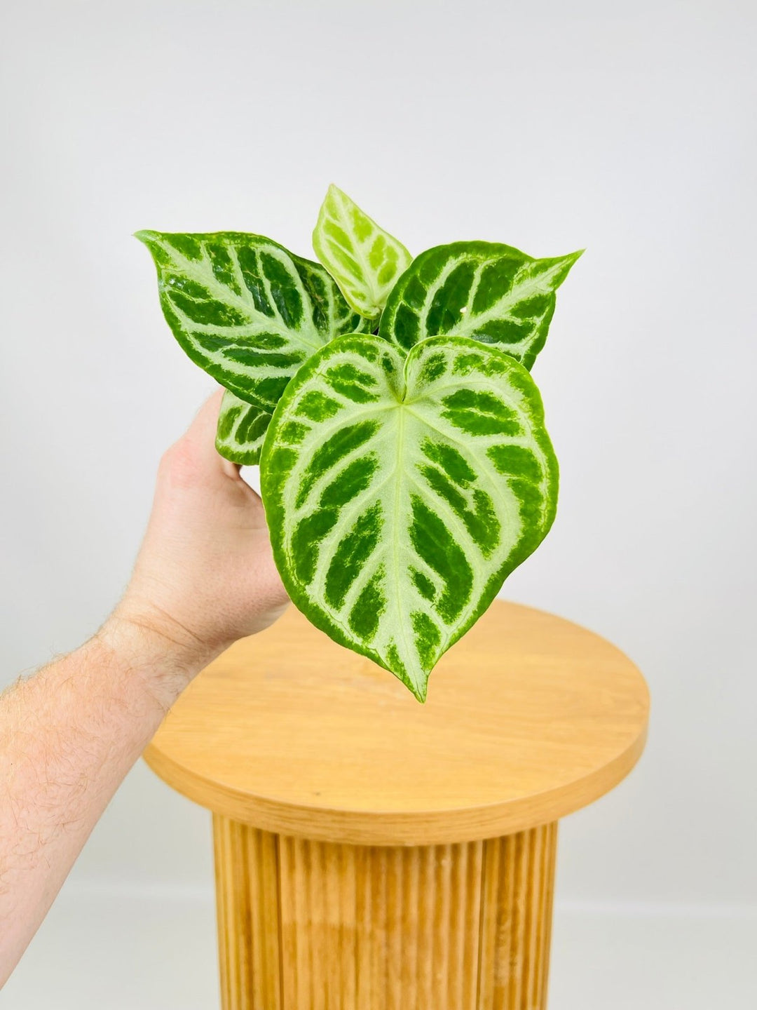 Anthurium Dorayaki Silver | Uprooted