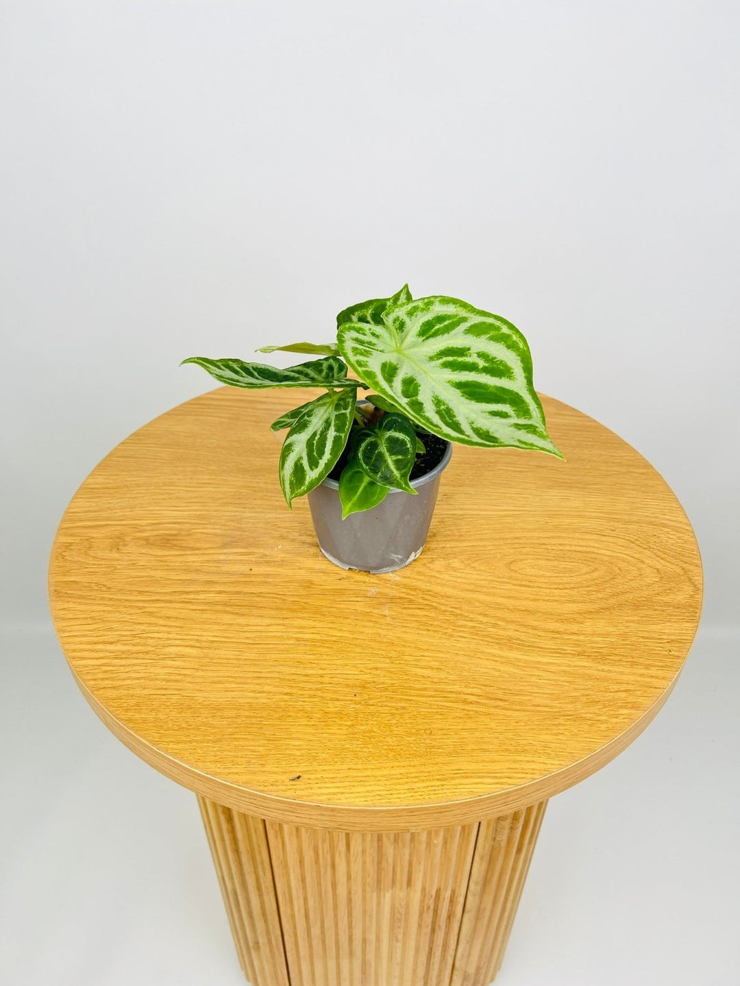 Anthurium Dorayaki Silver | Uprooted