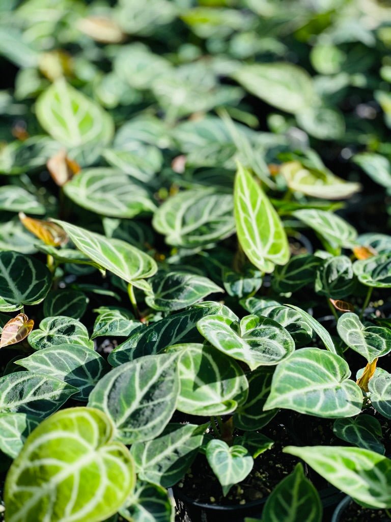 Anthurium Dorayaki | Uprooted