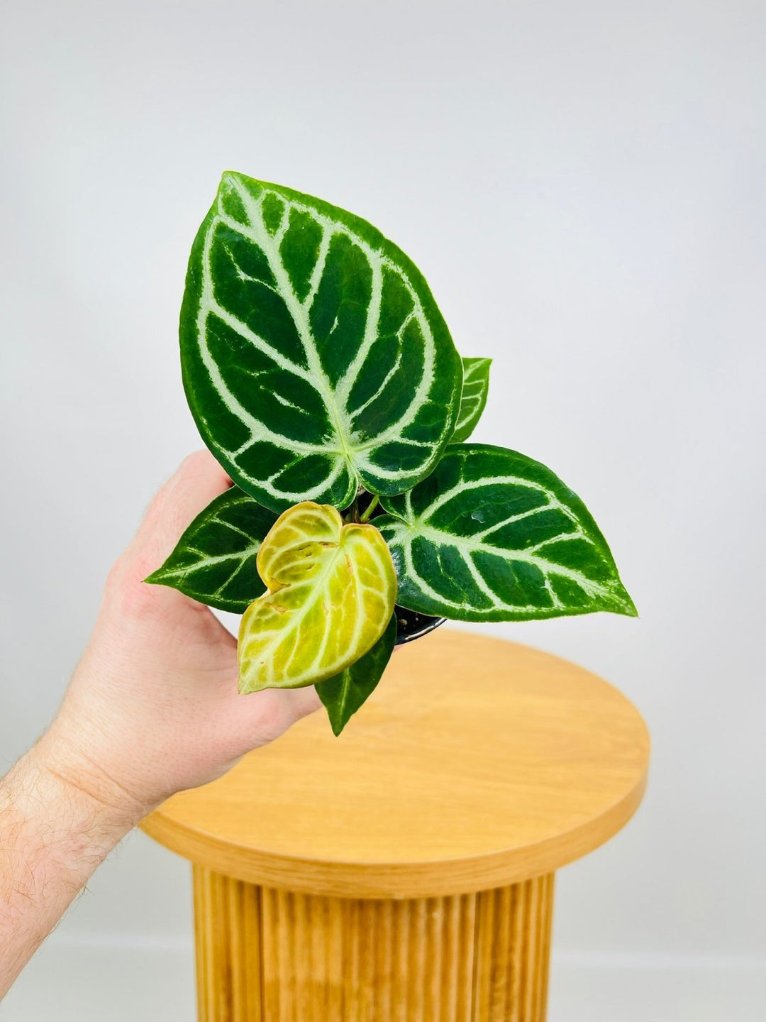 Anthurium Dorayaki | Uprooted