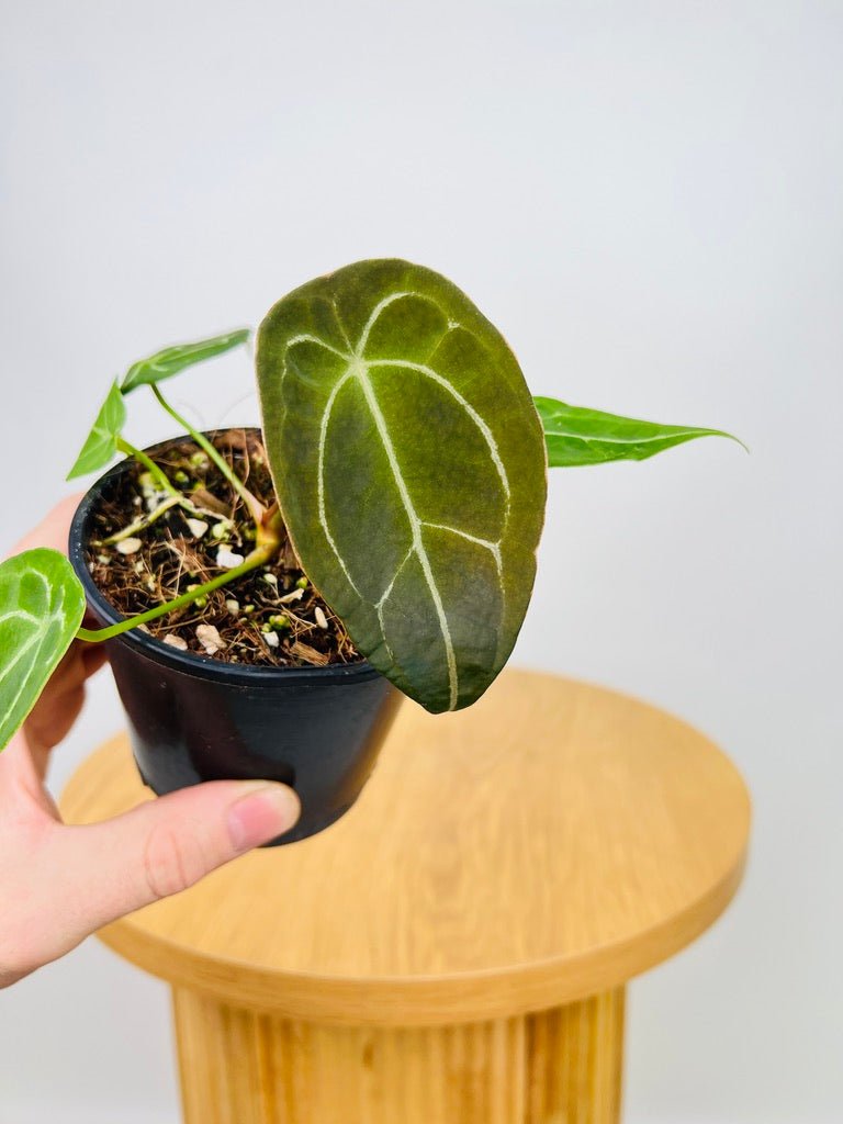 Anthurium Forgetii | Uprooted