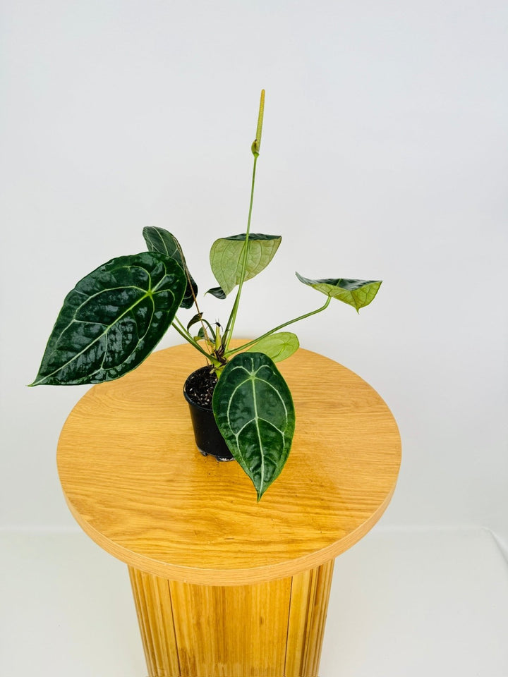 Anthurium Forgetii | Uprooted