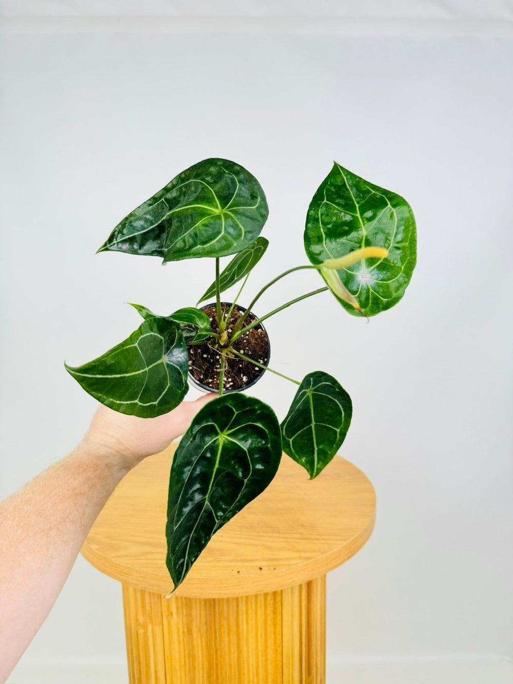 Anthurium Forgetii | Uprooted