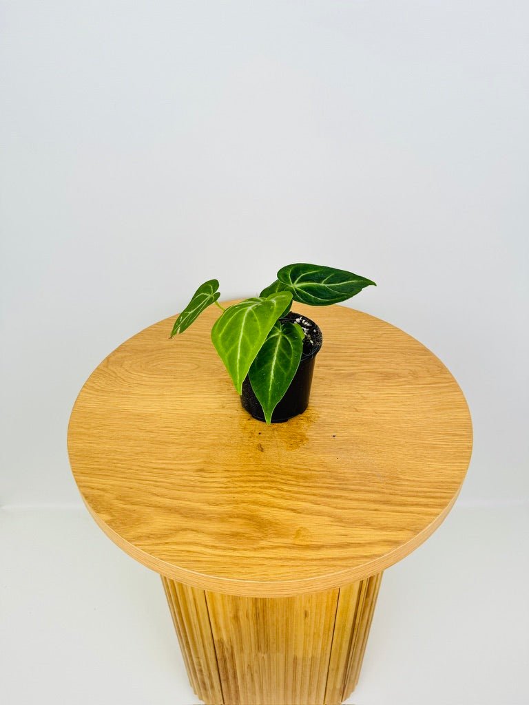 Anthurium Magnificum Hybrid | Uprooted