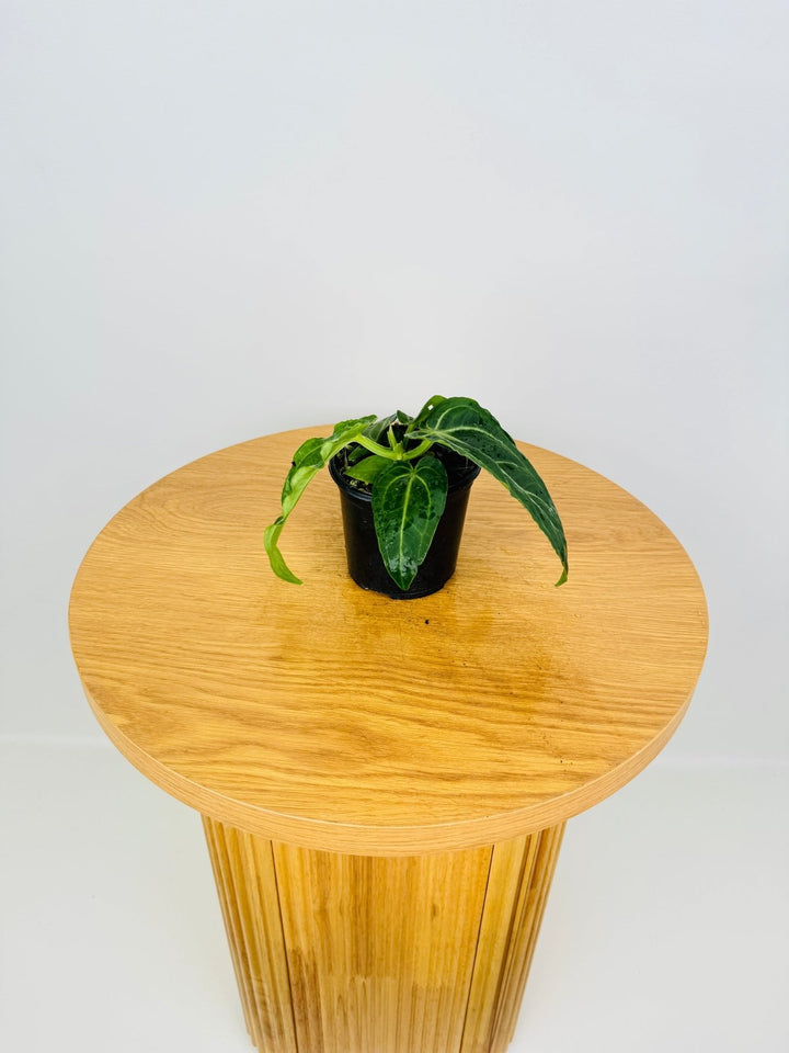 Anthurium Villenaorum | Uprooted