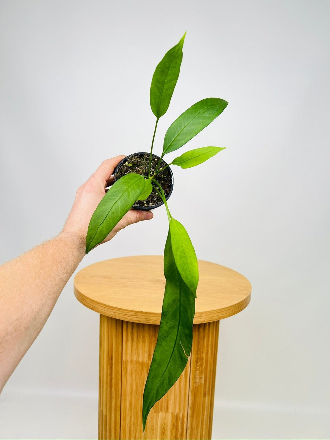 Anthurium Vittarifolium | Uprooted