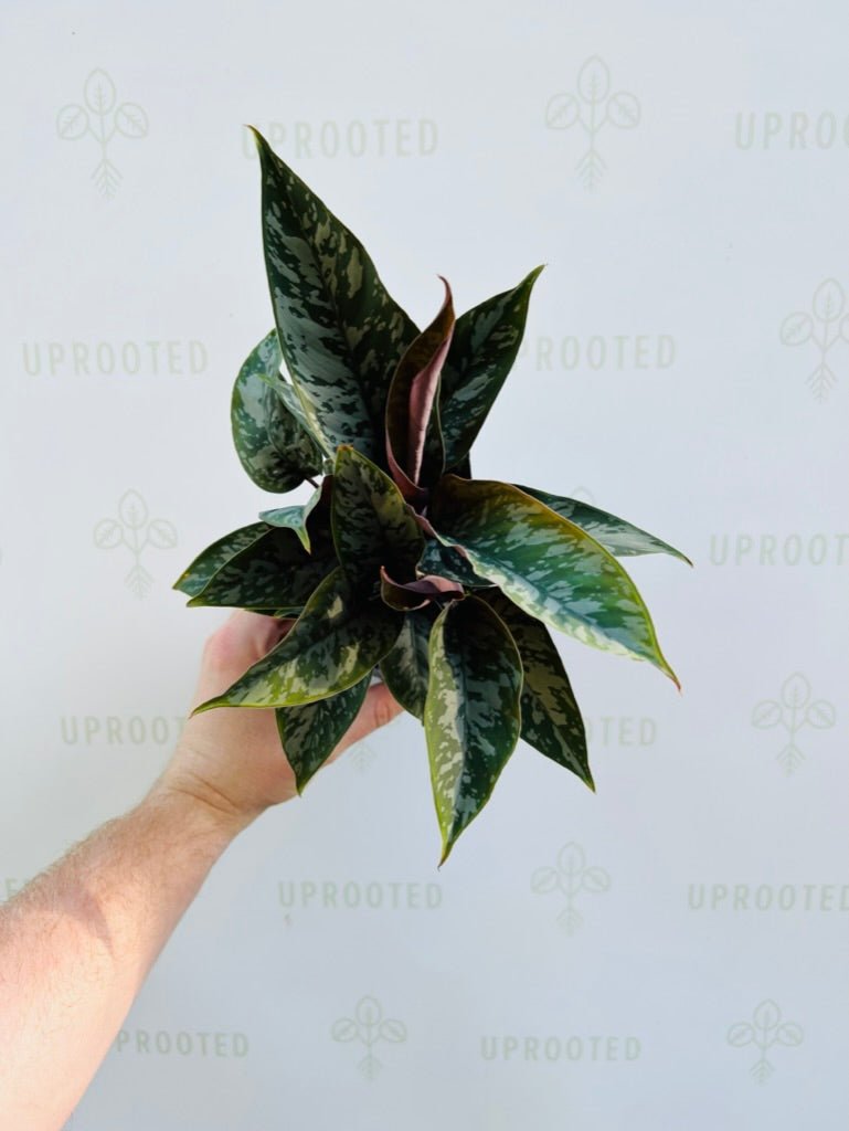 Apoballis Acuminatissima - Red Sword | Uprooted