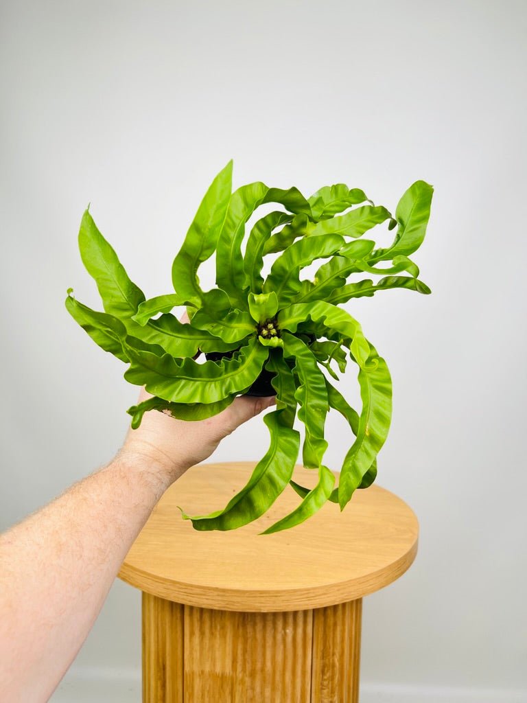 Asplenium Antiquum Hurricane | Uprooted