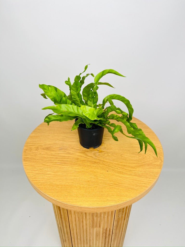 Asplenium Antiquum Hurricane | Uprooted