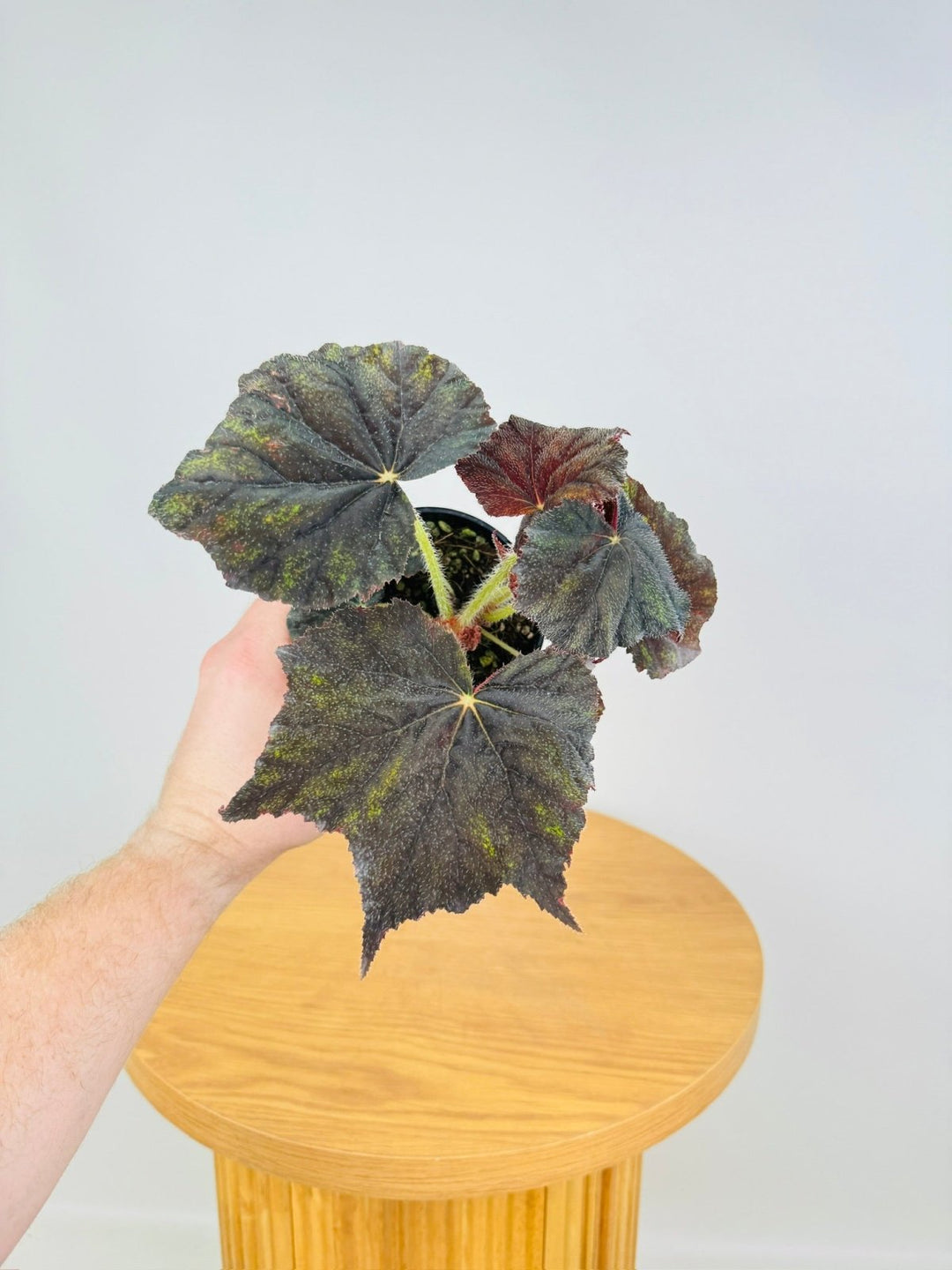 Begonia Black Velvet | Uprooted