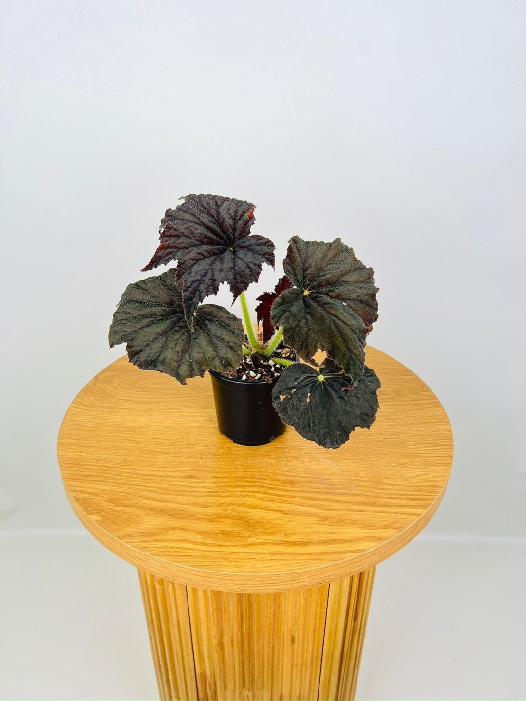 Begonia Black Velvet | Uprooted