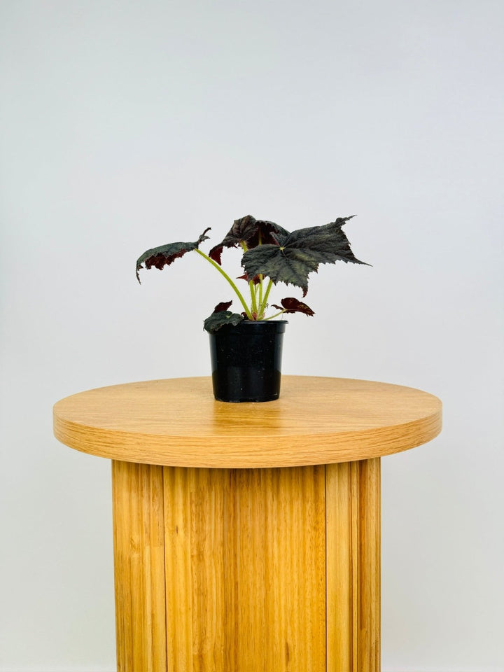 Begonia Black Velvet | Uprooted