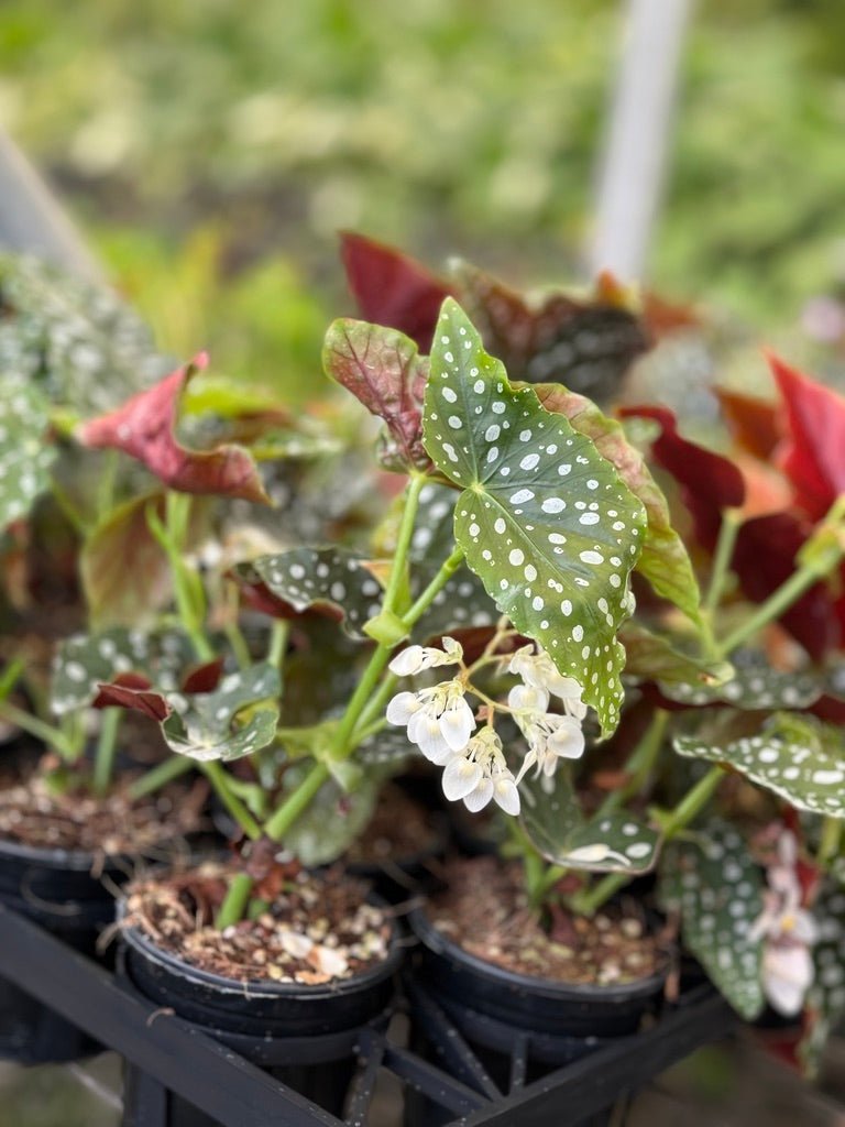 Begonia Maculata Wightii | Uprooted