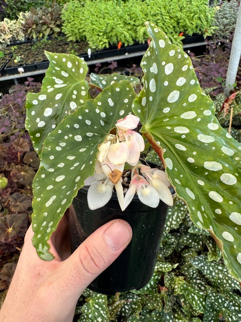 Begonia Maculata Wightii | Uprooted