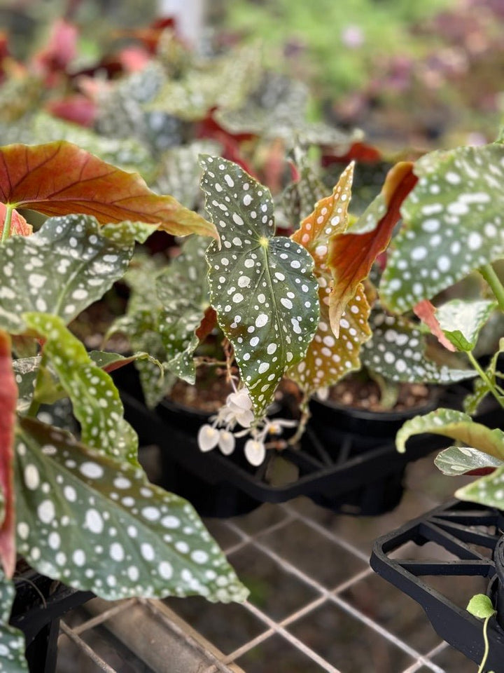 Begonia Maculata Wightii | Uprooted