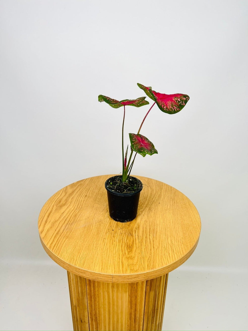 Caladium Alexa | Uprooted