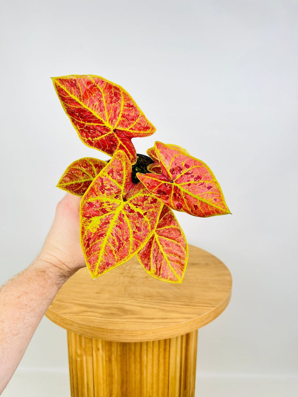 Caladium Bicolor - Elaine | Uprooted