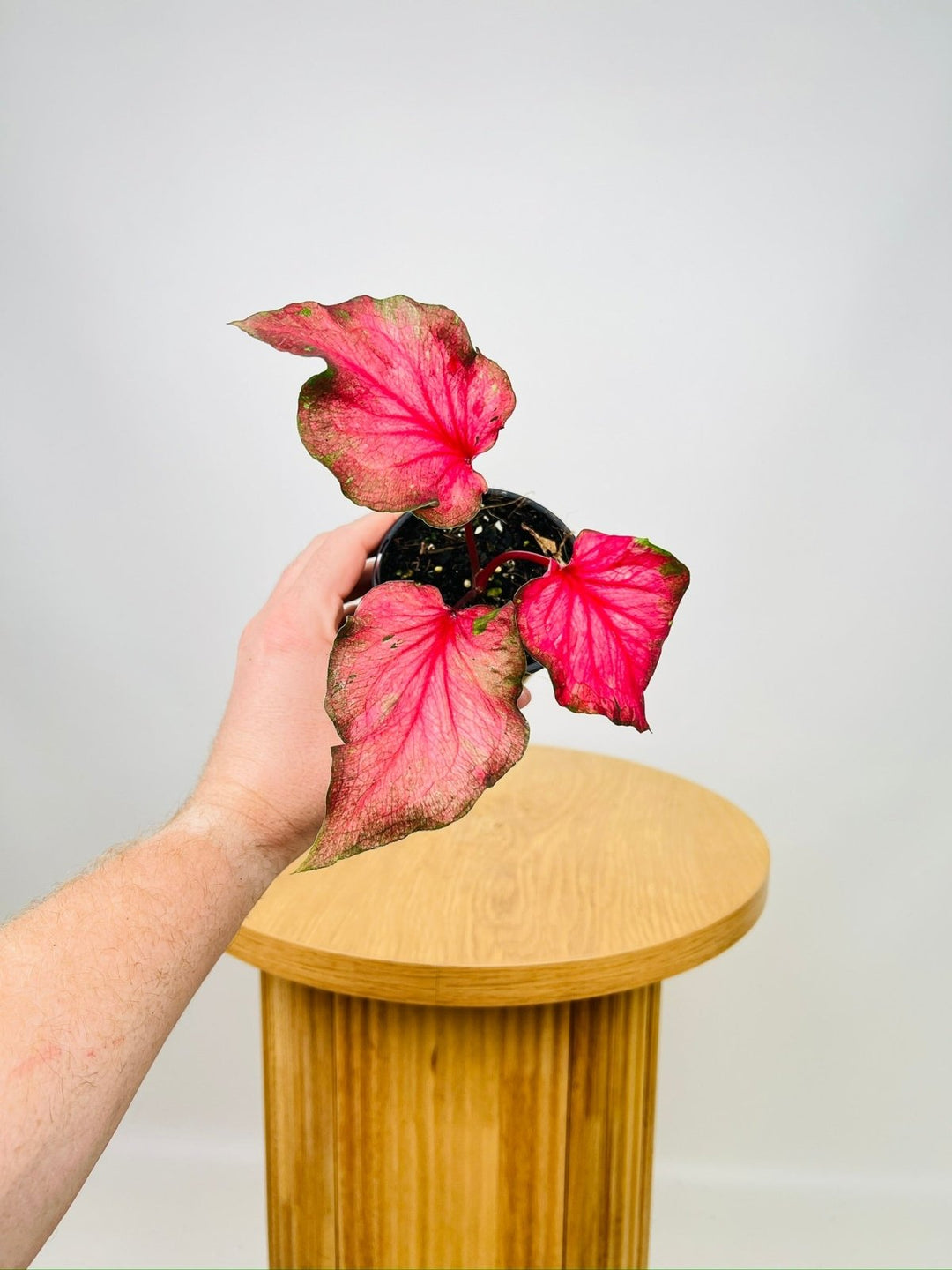 Caladium Flamingo | Uprooted