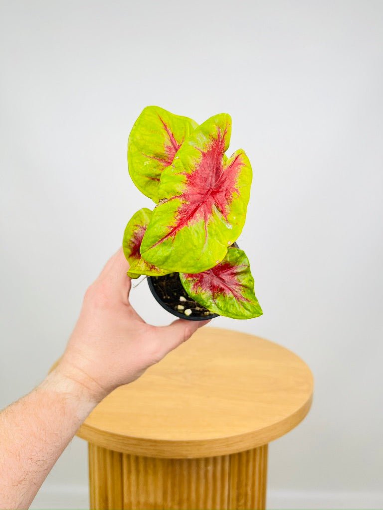 Caladium Lemon Blush | Uprooted