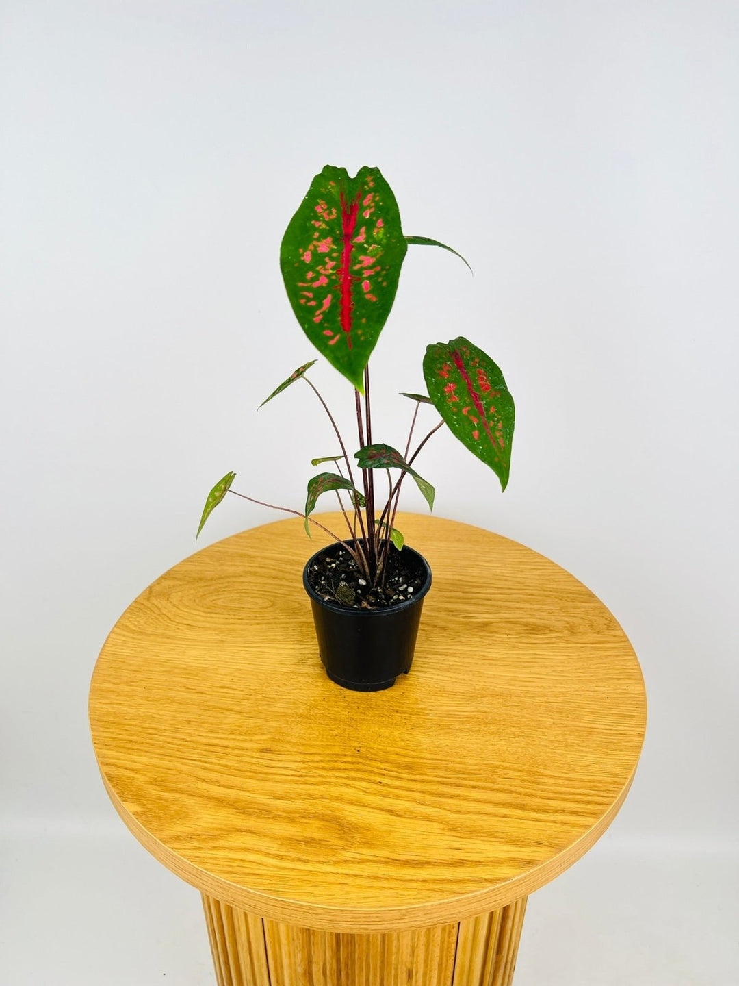 Caladium Picturatum Scarlet | Uprooted