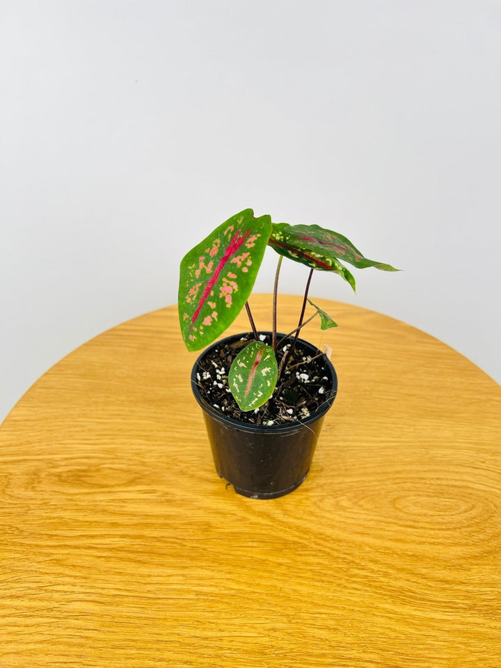 Caladium Picturatum Scarlet | Uprooted