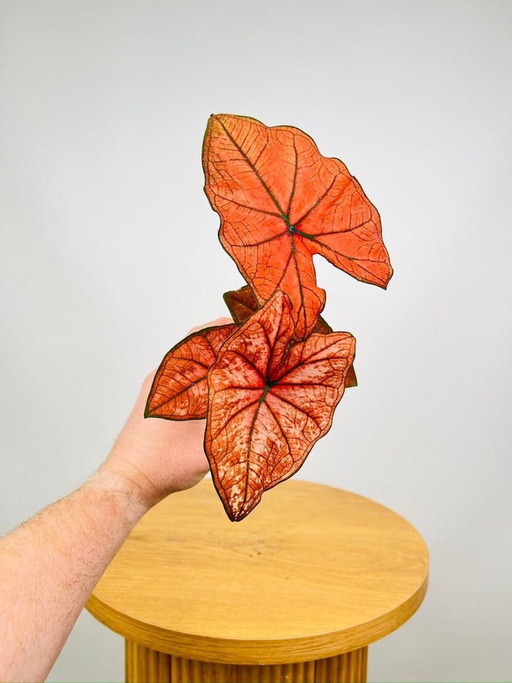 Caladium Valentina | Uprooted