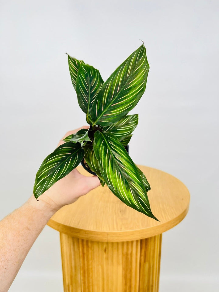 Calathea Beauty Star | Uprooted