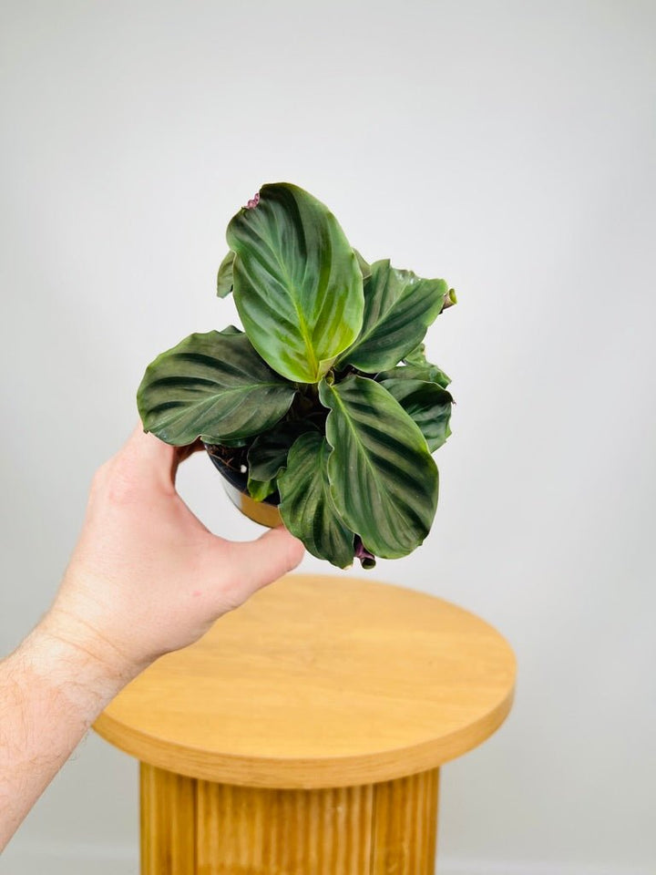 Calathea Crocata | Uprooted