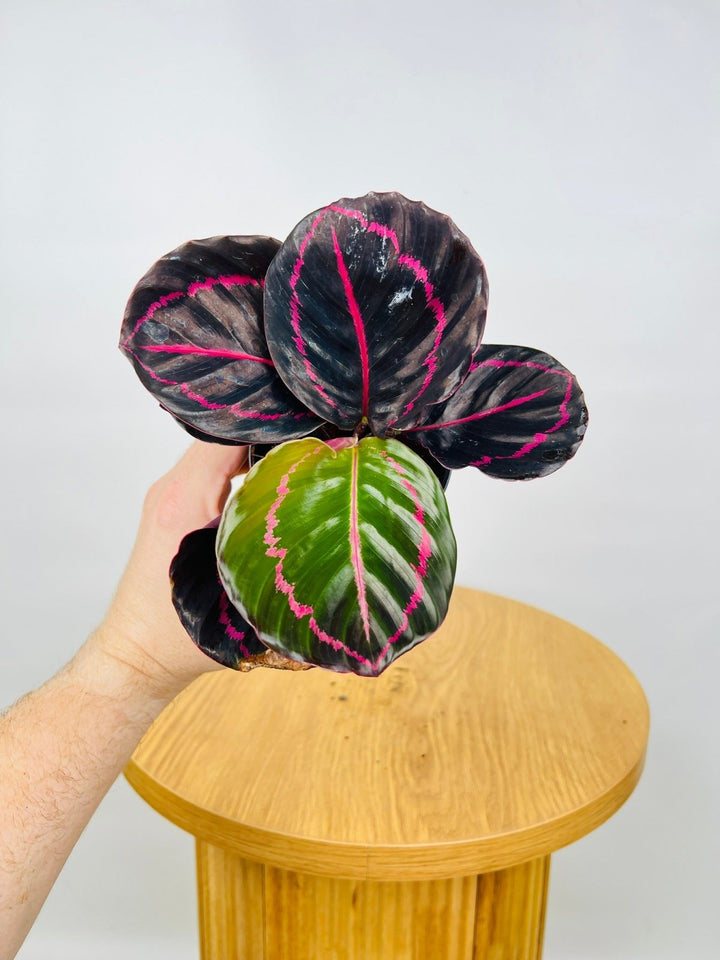 Calathea Dottie | Uprooted