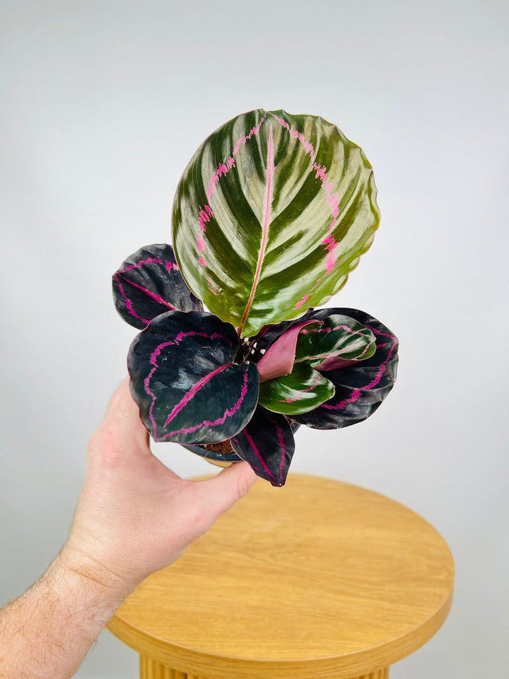 Calathea Dottie | Uprooted