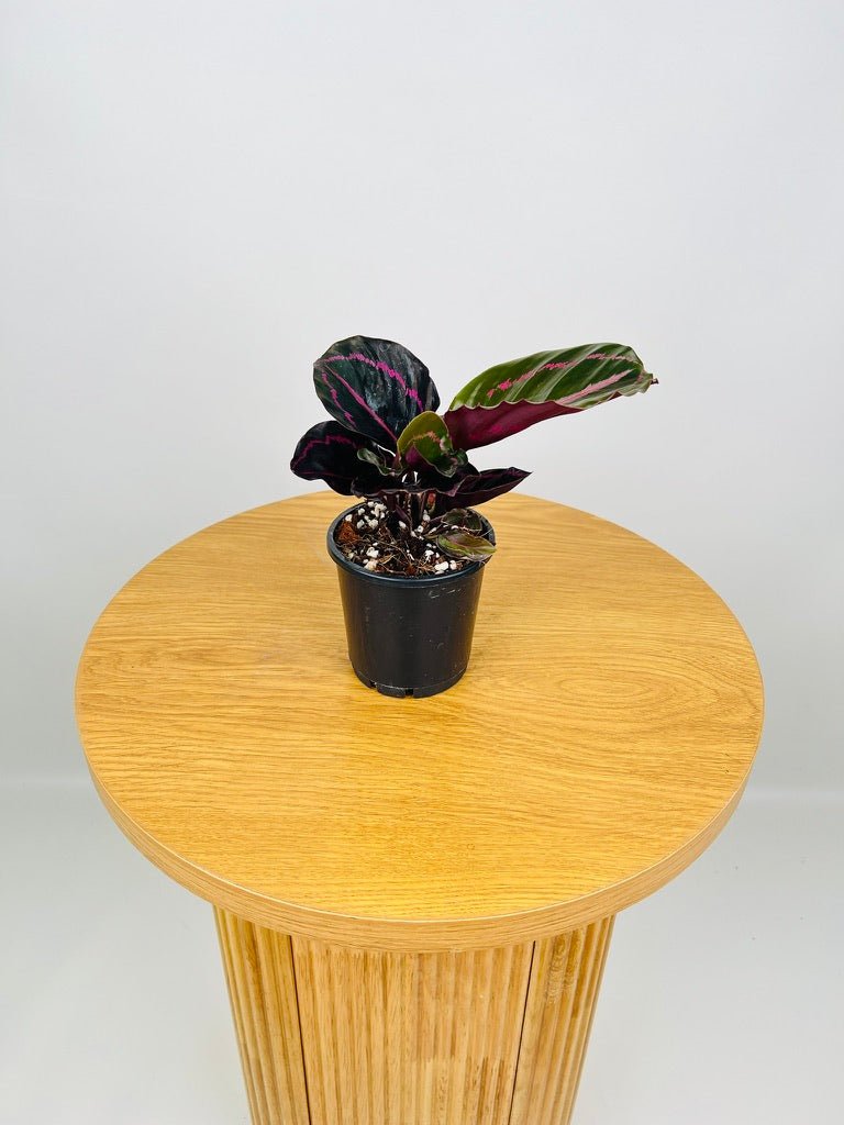 Calathea Dottie | Uprooted