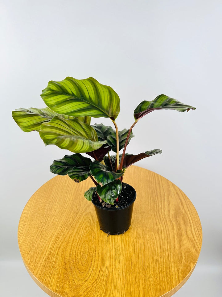 Calathea Fasciata | Uprooted