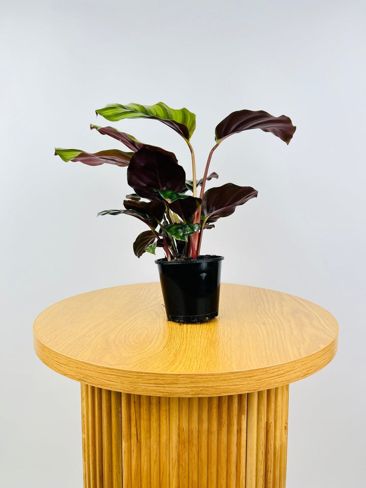 Calathea Fasciata | Uprooted