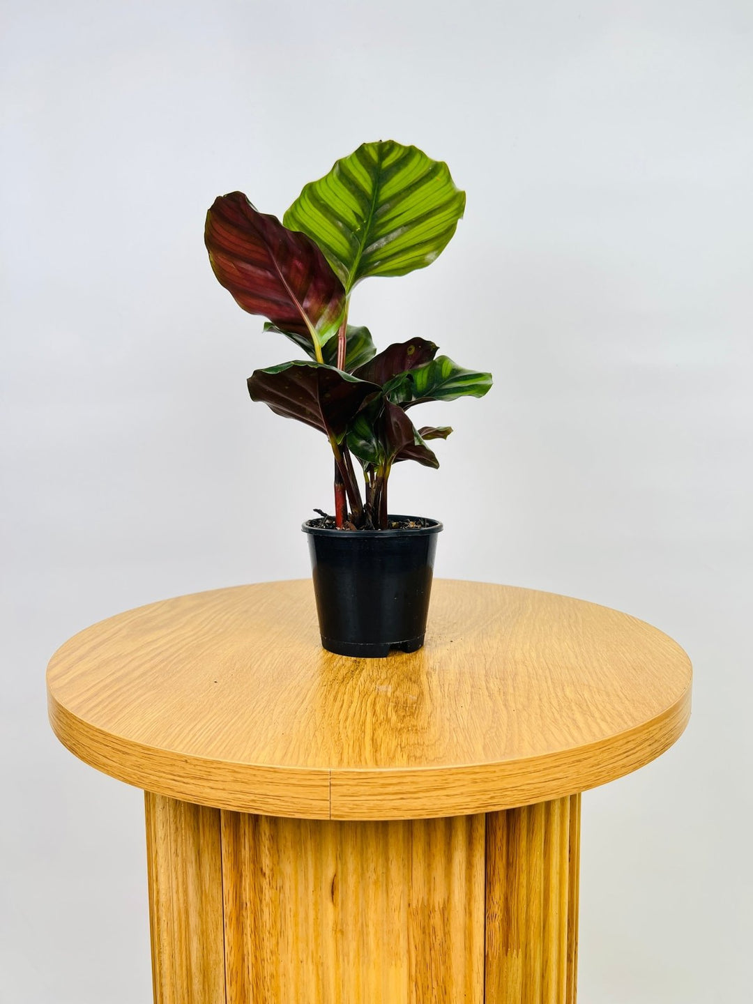 Calathea Fasciata | Uprooted