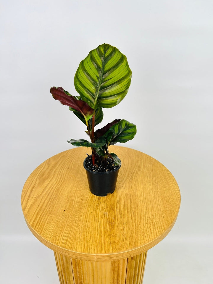 Calathea Fasciata | Uprooted