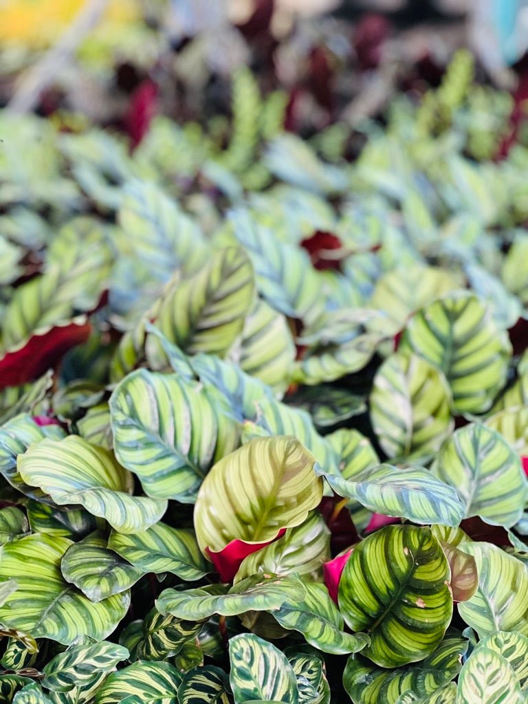 Calathea Fasciata | Uprooted