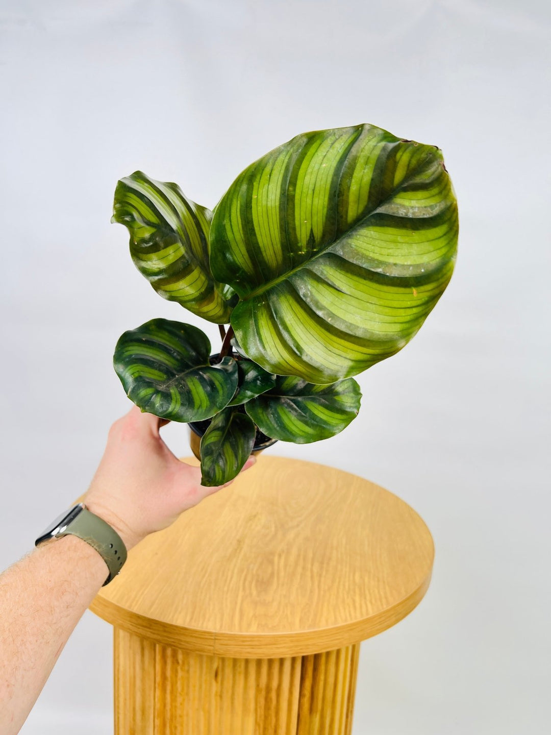 Calathea Fasciata | Uprooted