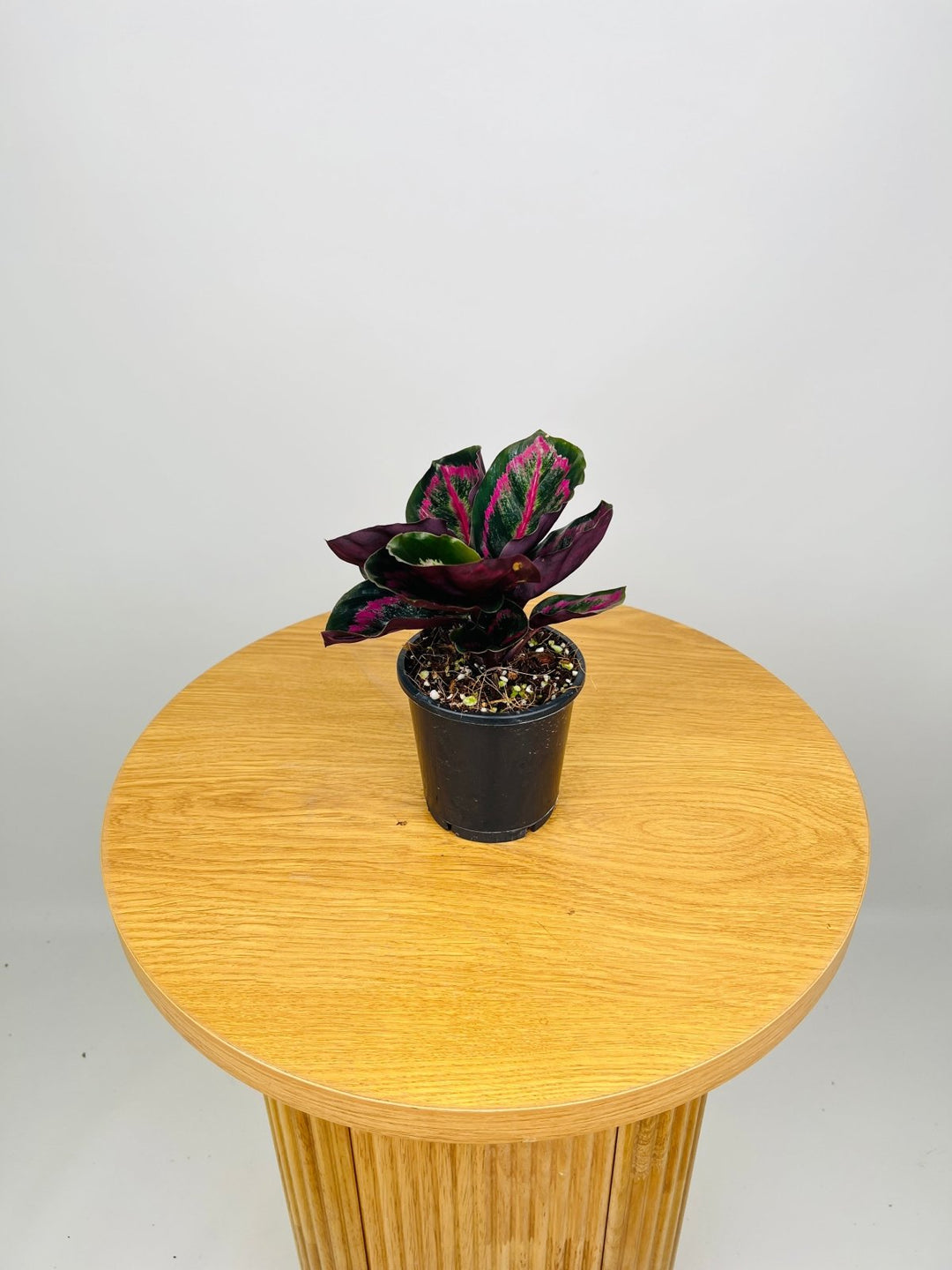 Calathea Illustris | Uprooted