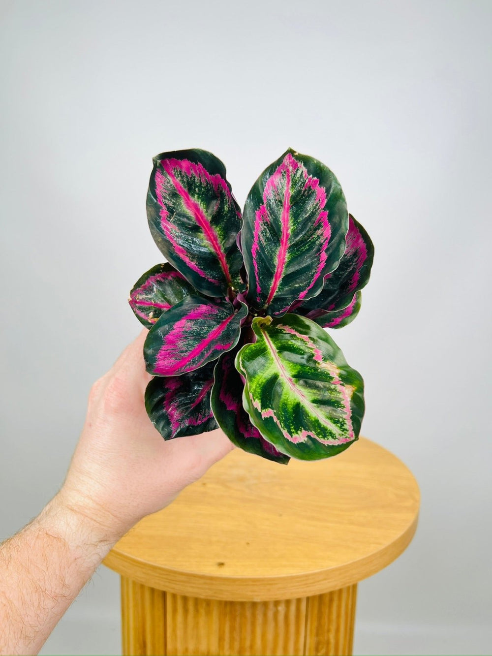 Calathea Illustris | Uprooted