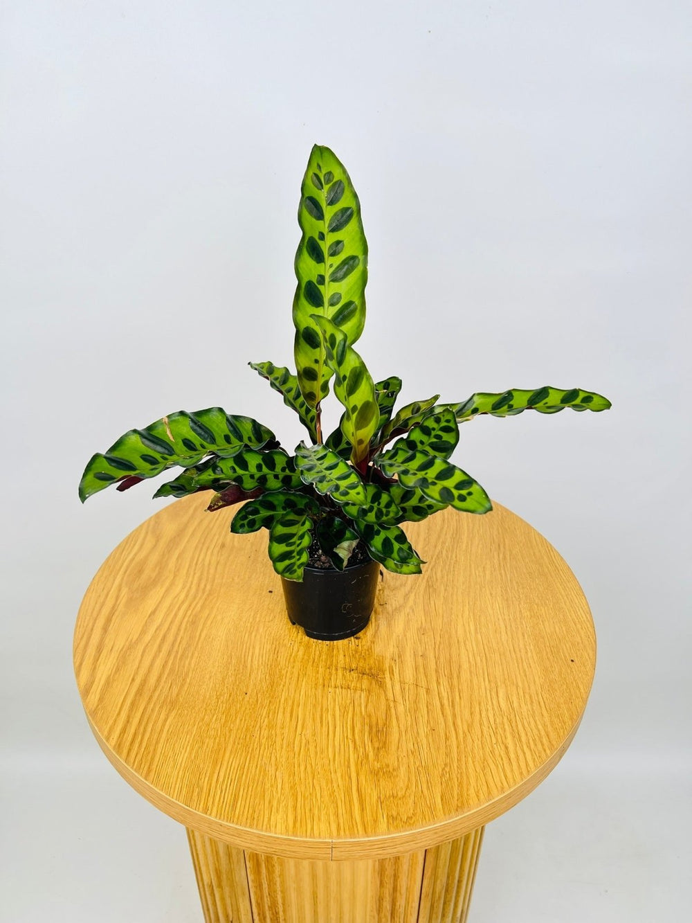 Calathea Lancifolia / Insignis | Uprooted