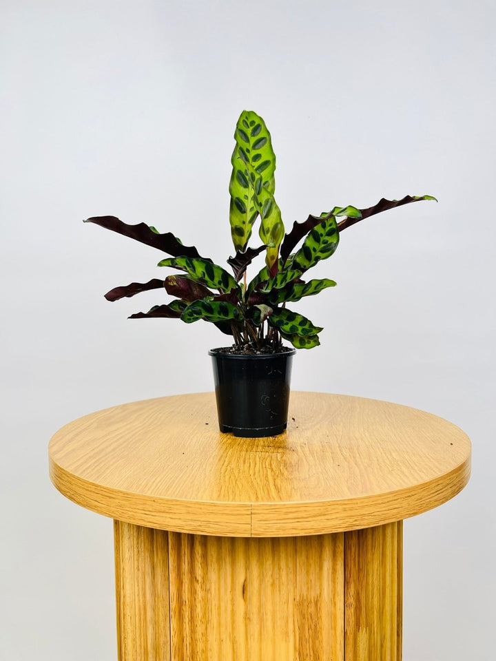 Calathea Lancifolia / Insignis | Uprooted