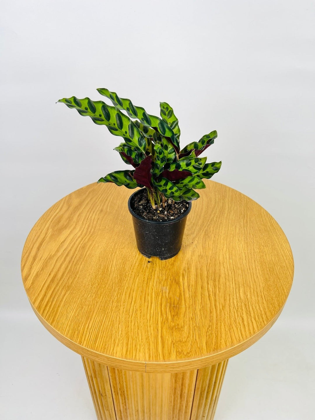 Calathea Lancifolia / Insignis | Uprooted