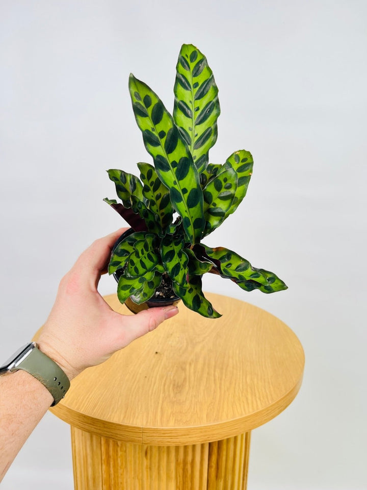 Calathea Lancifolia / Insignis | Uprooted