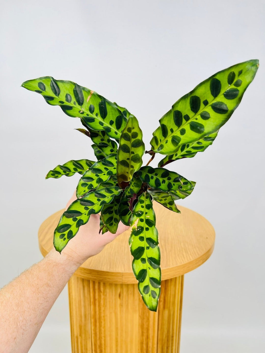 Calathea Lancifolia / Insignis | Uprooted