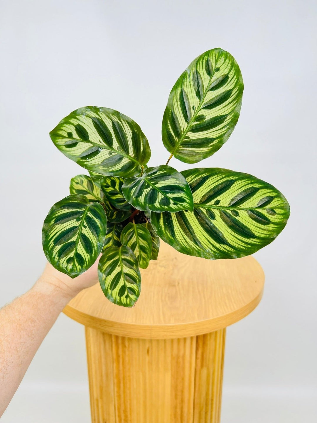 Calathea Makoyana | Uprooted