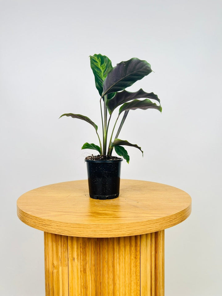 Calathea Misto | Uprooted