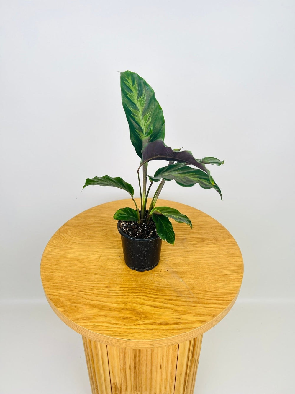 Calathea Misto | Uprooted